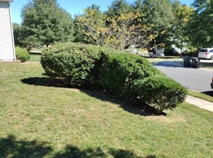 Bush Trimming by Jeremiah Davis for Francisco A. in Charlotte, NC