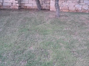Leaf Removal by Isabel LΓ³pez for Joann J. in Georgetown, TX