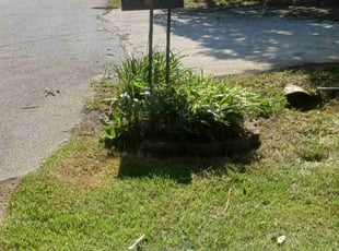 Bush Trimming by Christopher Mora for Jasmine B. in Villa Rica, GA