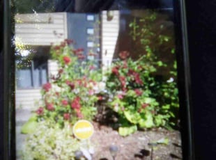 Weeding by Mickey Wilson for Pauline N. in Federal Way, WA