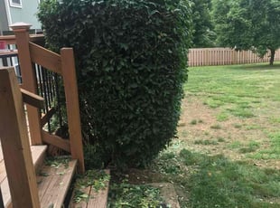 Bush Trimming by Kevin Snodgrass for Nicole M. in Leavenworth, KS