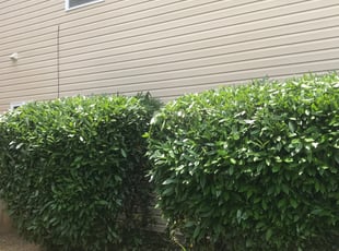 Bush Trimming by Shannon Costley for Chalmbra B. in Snellville, GA