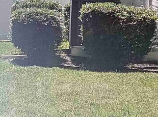 Bush Trimming by Dimitri Sharp for Sharla P. in White Plains, MD