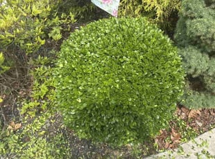 Bush Trimming by Chris Danze for Jennifer G. in Cherry Hill, NJ