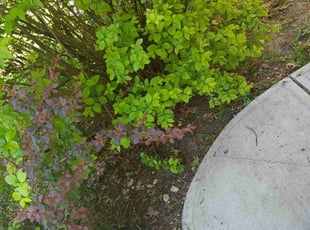 Leaf Removal by Jay Whooper for Rayneesha H. in Euclid, OH