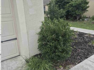 Bush Trimming by Jason Davis for Steven W. in Brooksville, FL