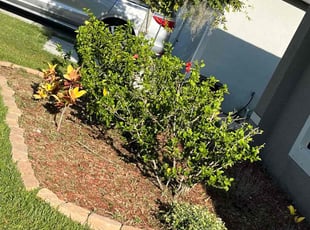Weeding by Johnny Torres for Lawrence C. in Ruskin, FL