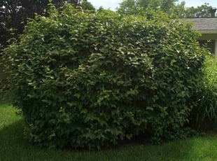 Bush Trimming by Elisha Nelson for Karen S. in Columbus, OH