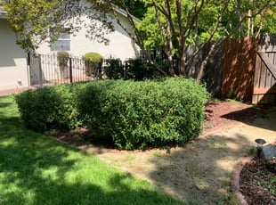 Bush Trimming by Jonathan Allen for Heather W. in Rocklin, CA