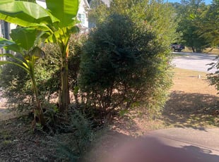Bush Trimming by Merari Albarran for Daniela A. in Apex, NC