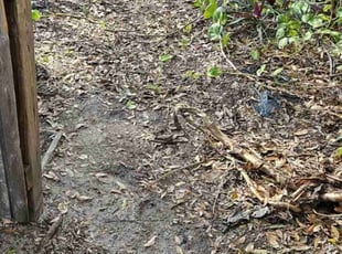 Leaf Removal by Balderas lawn care LLC for Patrick T. in Orlando, FL