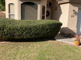 Bush Trimming by John Cross for Andrew N. in Phoenix, AZ