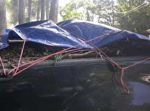 Yanette F.'s Leaf Removal service result