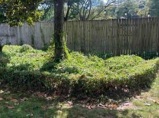 Bush Trimming by Johnny Fleming for Morgan T. in Memphis, TN