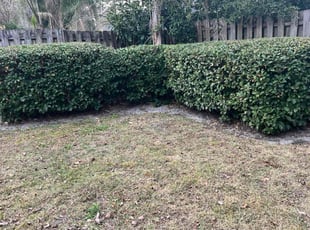 Bush Trimming by Charleyne Brown for Lauren C. in Jacksonville, FL
