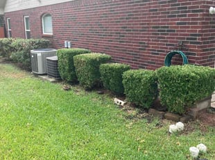 Bush Trimming by Barry Fassauer for Emily N. in Austin, TX