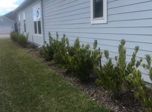 Weeding by Brad Graczyk for Ronaldo P. in Jacksonville, FL