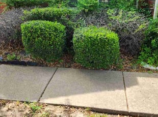 Bush Trimming by Jonathan Alvarado for Regina B. in Forney, TX