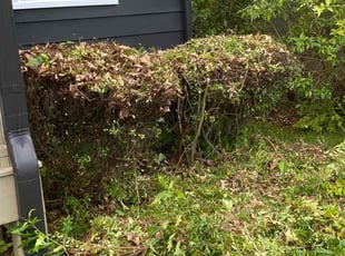 Bush Trimming by Levinne McNeill for Adriana O. in Durham, NC