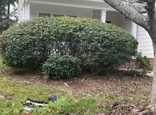 Bush Trimming by Derrick Crudup for Diane H. in Raleigh, NC