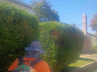 Bush Trimming by Alicia Joanna Narayan for Nnemarsha J. in Sacramento, CA