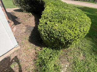 Bush Trimming by Eric Aguirre for Betty B. in Duncanville, TX