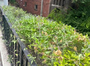 Bush Trimming by Edgar Elmore for Tudo P. in Washington, DC