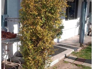 Bush Trimming by Sergio Laurean for Henry L. in Mesa, AZ
