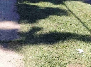 Jessica M.'s Lawn Mowing Service service result