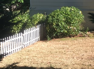 Bush Trimming by Leonardo Mora Hernandez for Murphy W. in Woodstock, GA