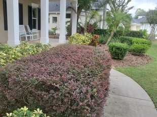 Bush Trimming by Kenneal Stewart for Amber W. in Tampa, FL