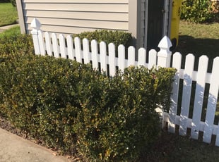 Bush Trimming by Thomas Fador for V A. in Odenton, MD