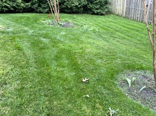 Aiesha R.'s Lawn Mowing service result
