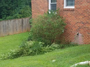 Bush Trimming by Jesse Blackshear for Carmalita F. in Atlanta, GA