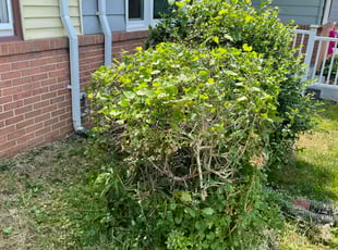 Bush Trimming by Jerry Fleet for Rose M. W. in Windsor Mills, MD