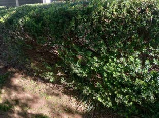 Bush Trimming by Josh Scanlan for Duncan P. in Simpsonville, SC