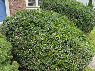 Bush Trimming by Gilbert Osorio for Thomas D. in Woodbridge, VA
