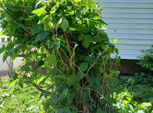 Bush Trimming by Dmarrio Gomiller for Tammy E. in Fairview Heights, IL