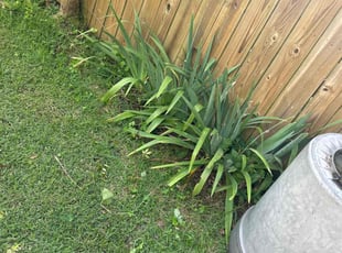 Weeding by Colton Stewart for Phyllis G. in Huntsville, AL