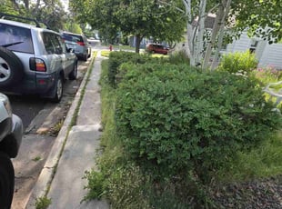 Bush Trimming by Alexander felipe Viloria rodriguez for Kerl Y. in Englewood, CO