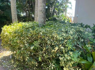 Bush Trimming by Donte Haile for Janeen J. in Ormond Beach, FL