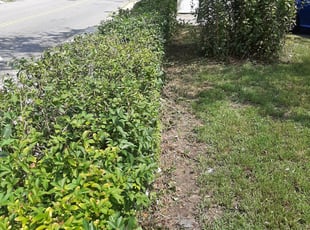 Bush Trimming by Peter Monopoli for Max F. in Boston, MA
