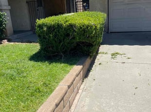 Bush Trimming by Carlos Reyna for Brittany L. in Rialto, CA