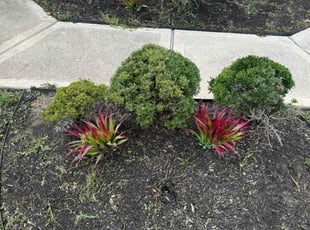Weeding by Paul Jones for Sabrina T. in Katy, TX