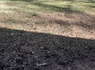 Leaf Removal by Lee Rickett for Colleen M. in Charlotte, NC