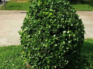 Bush Trimming by Marie Torres for Mode S. in Greensboro, NC