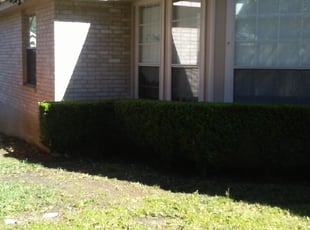Bush Trimming by Patricia Moreno-Gonzalez for Steven T. in San Antonio, TX
