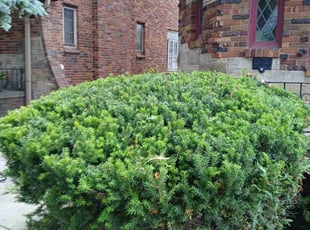 Bush Trimming by Justin Reynolds for Karahn B. in Detroit, MI