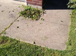 Bush Trimming by Cory Hignite for Connie R. in Lexington, KY