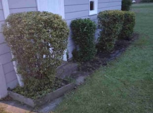 Bush Trimming by Christopher Pelfrey for Larry R. in Maple Heights, OH